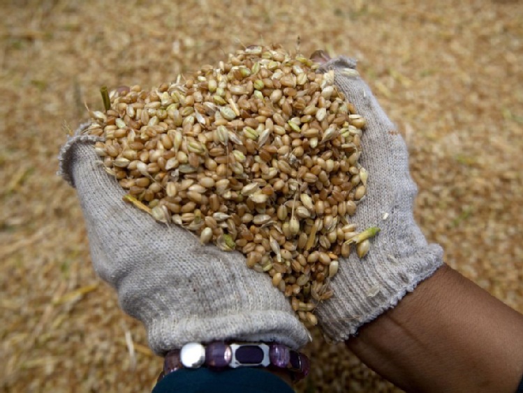 Indie zbiorą 114 milionów ton pszenicy